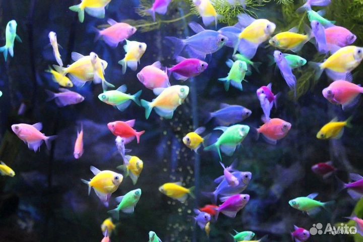 Разноцветные аквариумные рыбки