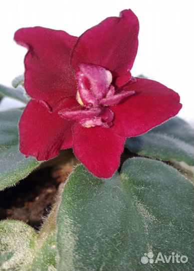 Фиалки цветущие в горшке