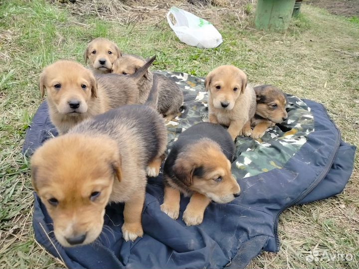 Щенки русской гончей