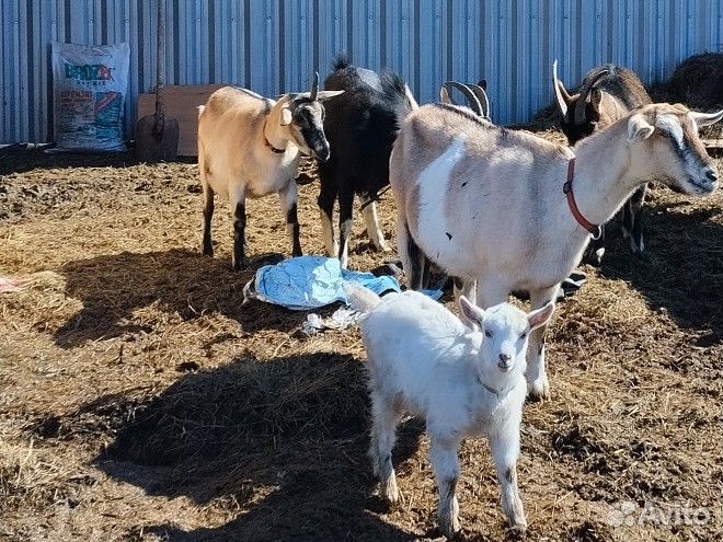 Продам козу