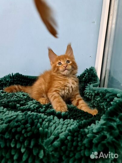 Рыжее солнышко