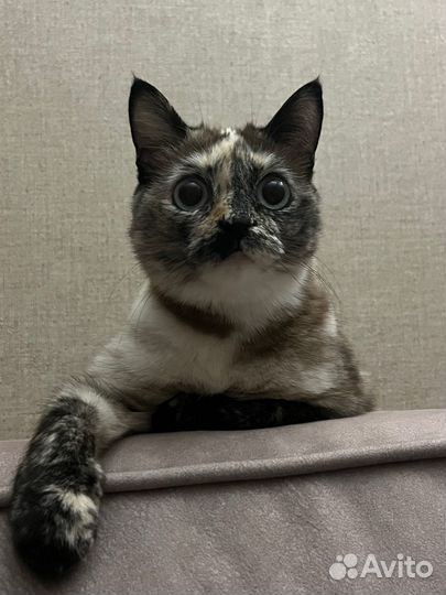 Кошечка в добрые руки