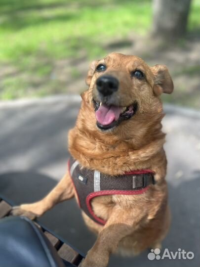 Передержка собак в домашних условиях
