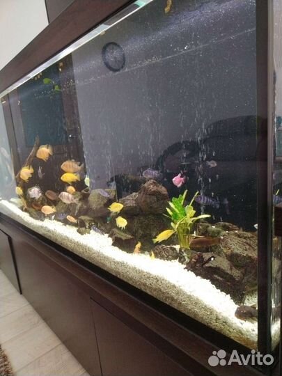 Аквариум с тумбой 500 литров