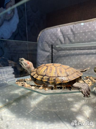 Красноухая черепаха