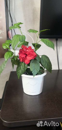 Гибискус китайская роза