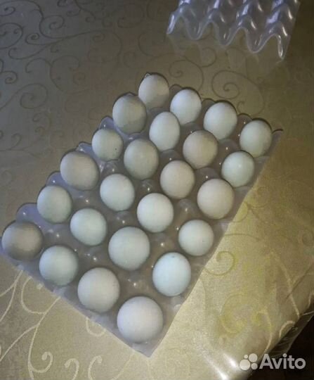 Инкубационное яйцо разное