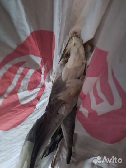 Крылья утки кряквы