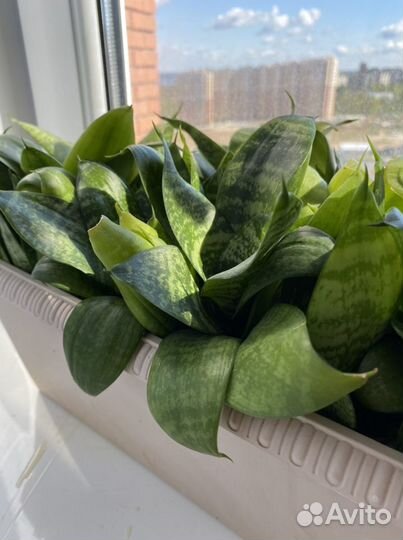 Сансевиерия