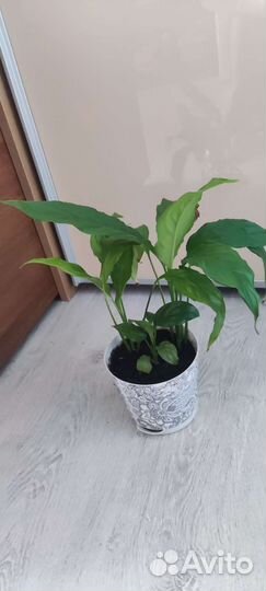 Спатифиллум