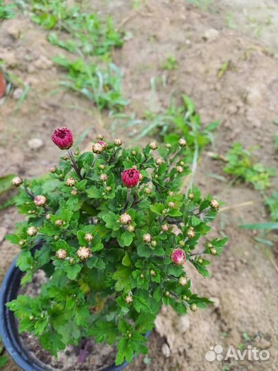 Хризантема мультифлора