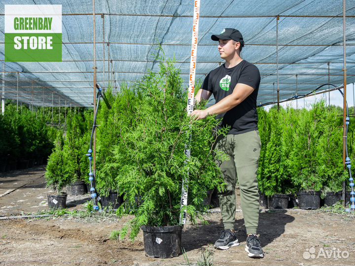Туя брабант 120 см свежая копка 2023