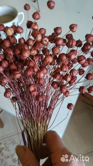 Сухоцветы и семена сухоцветов