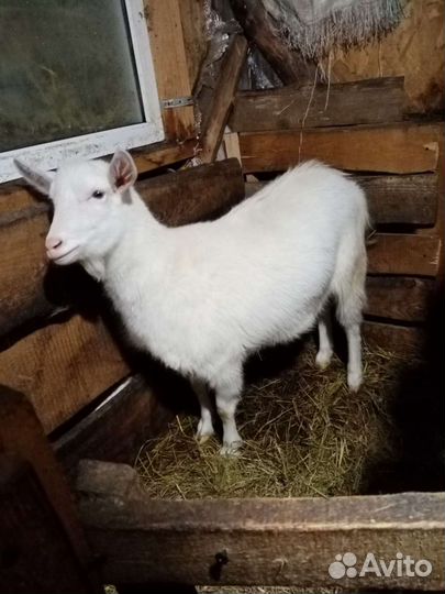 Козы и козлята