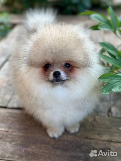 Померанский шпиц