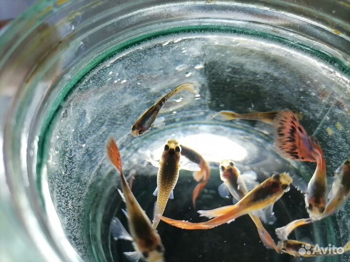 Аквариумные рыбки гуппи