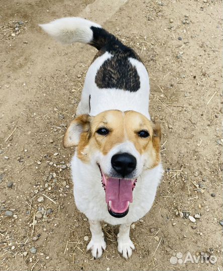 Собака в добрые руки