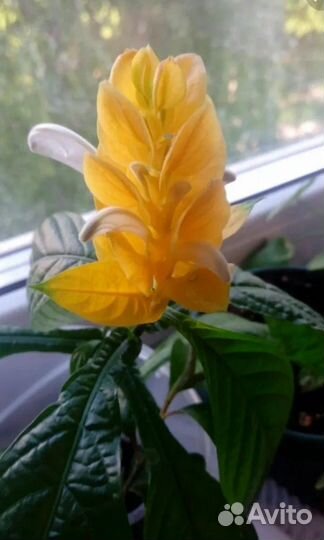 Спатифиллум женское счастье, фикус, пахистахис