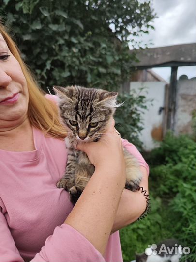 Котята в добрые руки бесплатно