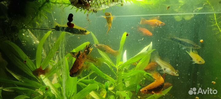 Дафния живая. Меченосцы, пециллии 50р