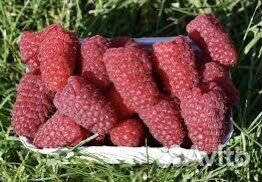 Саженцы малины Пшехиба