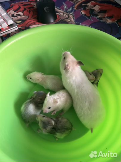 Сирийский хомяк малыш