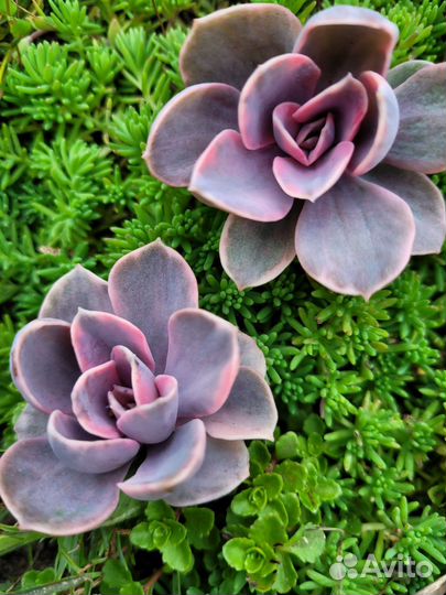Суккуленты 2