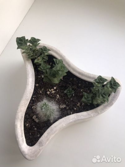 Кактусница