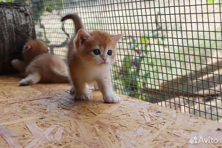 Шотландская золотая шиншилла мальчик ny 12