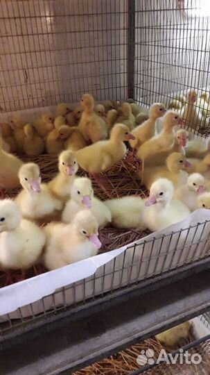 Гусята Гусята Гусята