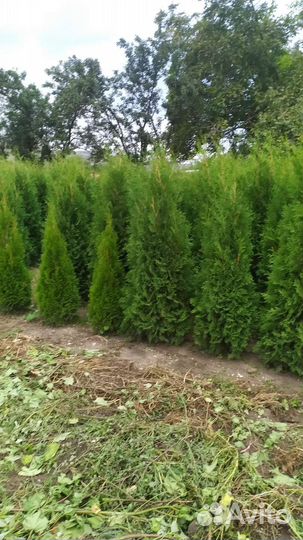 Туя колумна