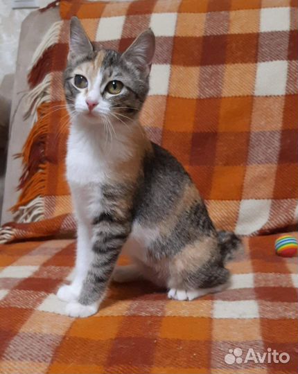 Трехцветка на счастье