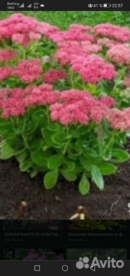 Заячья капуста