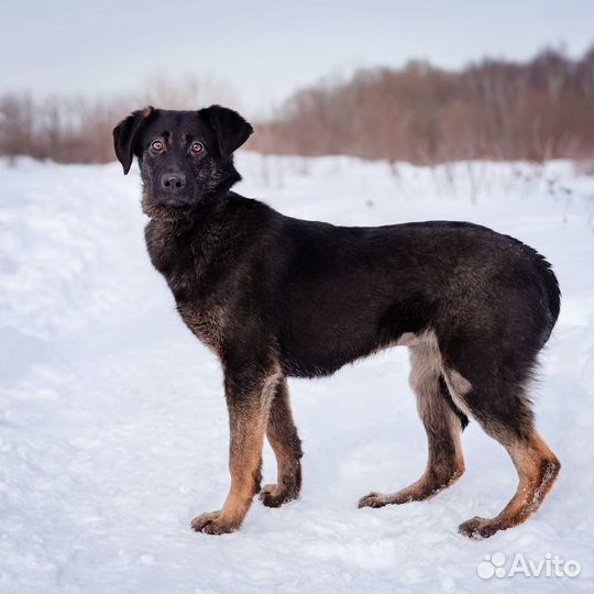 Щенок в самые лучшие руки