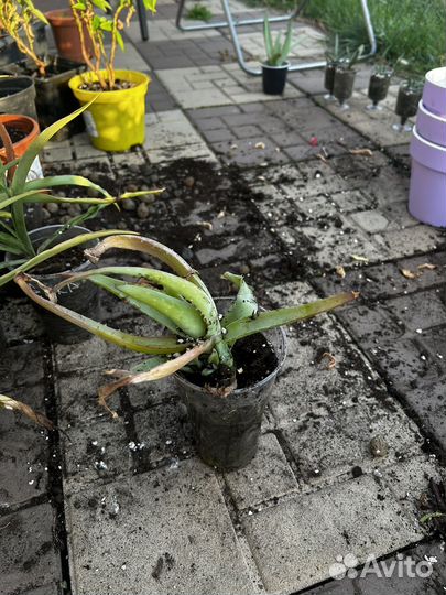 Хлорофитум