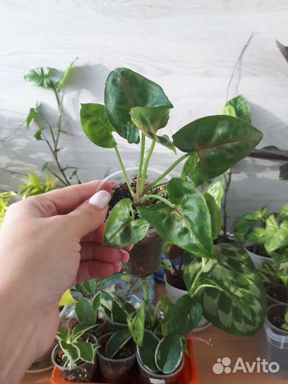 Сингониумы сортовые