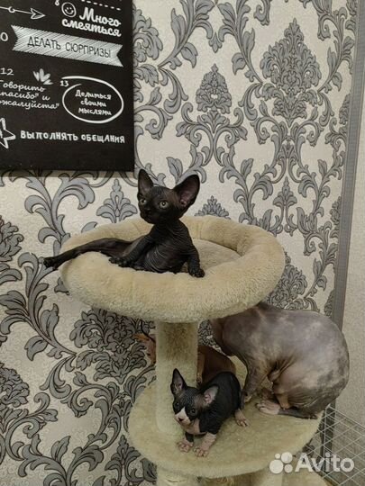 Канадский сфинкс