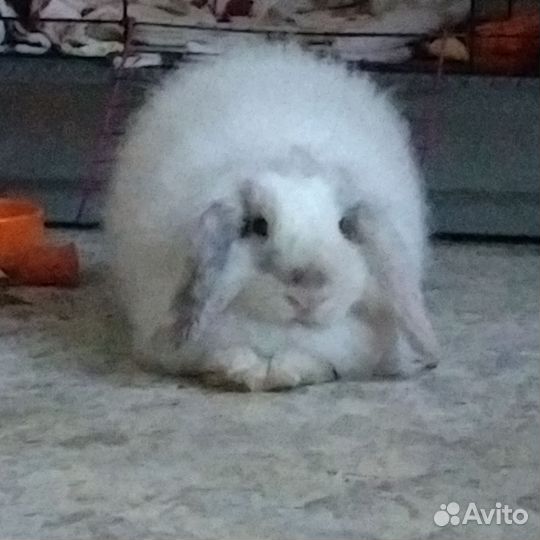Ангорский вислоухий кролик