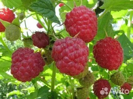 Саженцы малины