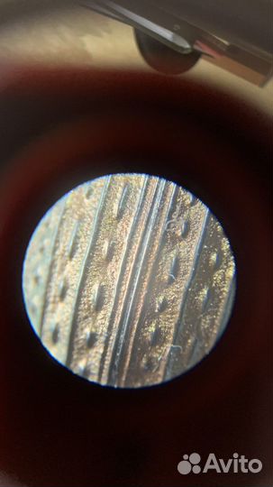 Жук жужелица решётчатая Carabus cancellatus