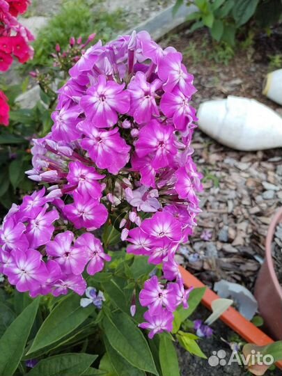 Флоксы многолетние