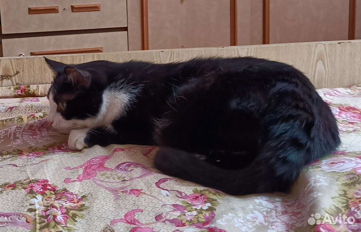 Котики бесплатно в добрые руки