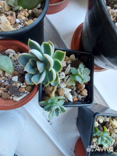 Эхеверия, крассула