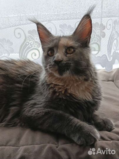 Котята мейн куна