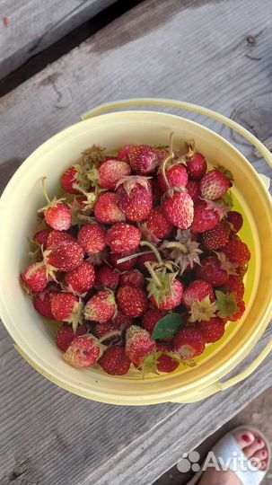 Земклубника