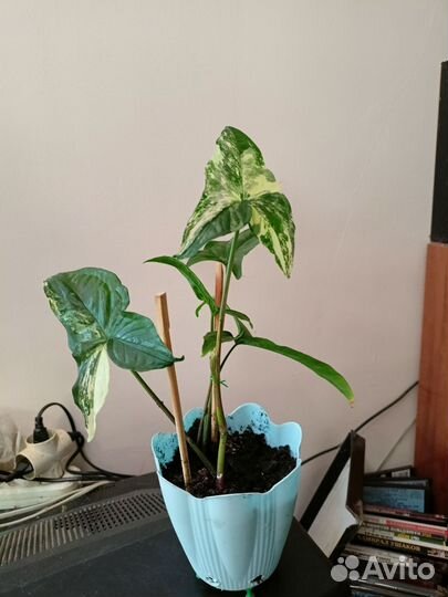 Сингониум imperial вайт