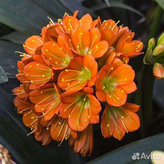 Кливия Желтая и Бронза