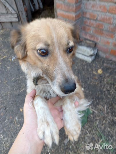 Собака в добрые руки