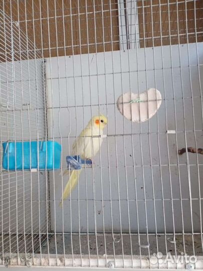 Попугай карелла