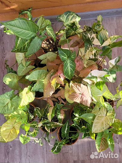 Сингониумы набор из 10 срезов